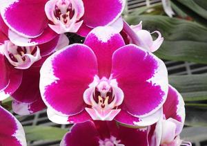 Phalaenopsis Hwa Yuan Five Star