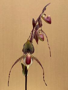 Paphiopedilum Haur Jih Anita