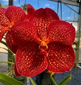 Vanda Jeanne Buchanan