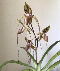 Paphiopedilum Crowning Glory