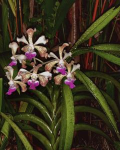 Vanda St Catharine’s College, Cambridge