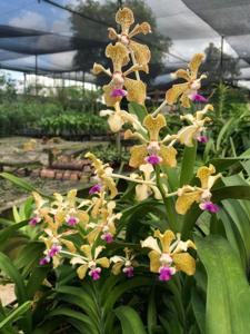 Vanda St Catharine’s College, Cambridge