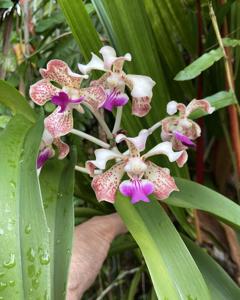 Vanda St Catharine’s College, Cambridge