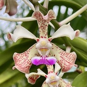 Vanda St Catharine’s College, Cambridge