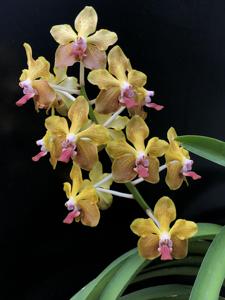 Vanda M. V. Tannins