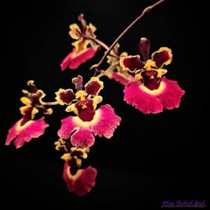 Tolumnia Genting Volcano