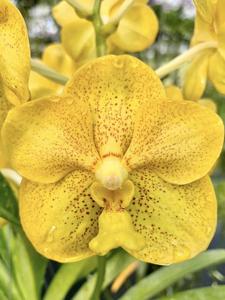 Vanda Redland Golden Sunrise