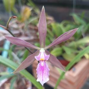 Encyclia S. y N. Salta