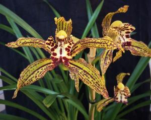 Cymbidium Beatriz Kunning