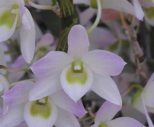 Dendrobium Lai's Colorful World