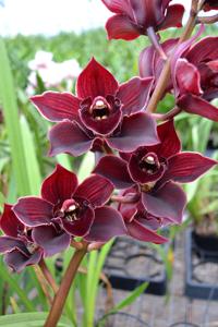 Cymbidium Hot Island