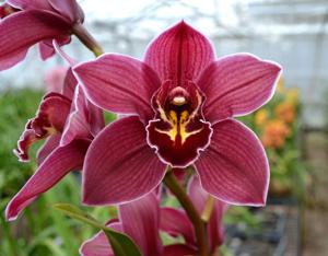 Cymbidium Hot Island