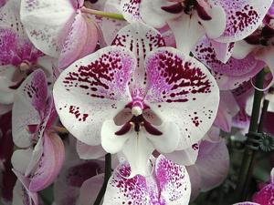Phalaenopsis Charming Angelina