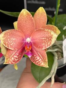 Phalaenopsis YangYang Red Magic