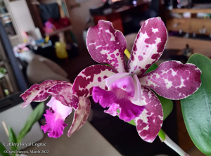 Cattleya Royal Cognac