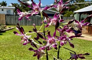 Dendrobium Helen Patricia