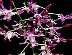 Dendrobium Helen Patricia