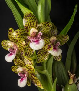 Nottara Lucy's Sassafras