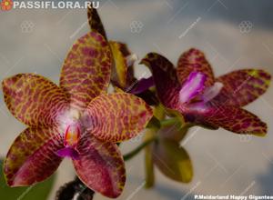 Phalaenopsis Meidarland Happy Gigantea