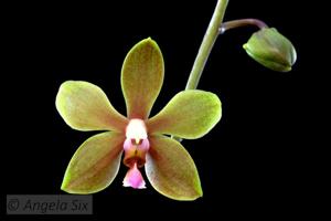 Phalaenopsis Karine Herv&eacute;