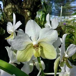 Vanda Ben Evergreen Delight