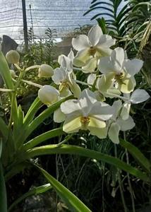 Vanda Ben Evergreen Delight