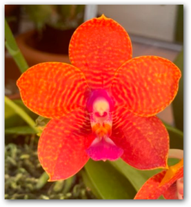 Phalaenopsis Krull's Red Dragon