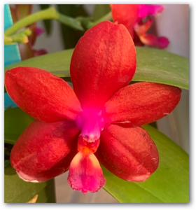 Phalaenopsis Krull's Red Dragon