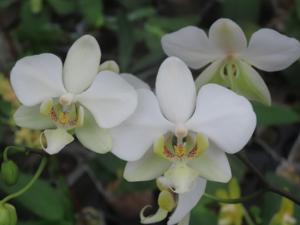 Phalaenopsis SWR Stuart