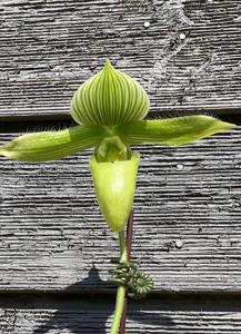 Paphiopedilum Spring Casanova