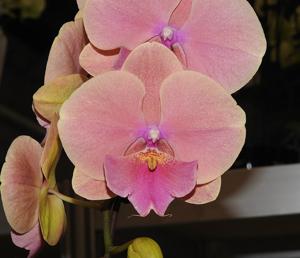 <i>Phalaenopsis</i> Fangmei Rainbow