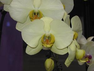 Phalaenopsis Fusheng's Glory