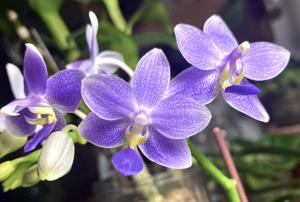 Phalaenopsis Jiaho Blueberry