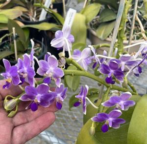 Phalaenopsis Jiaho Blueberry