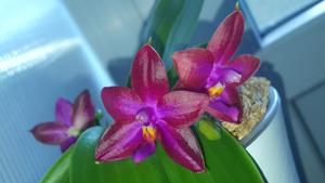 Phalaenopsis Zheng Min Texture