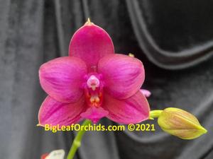 Phalaenopsis Zheng Min Peach