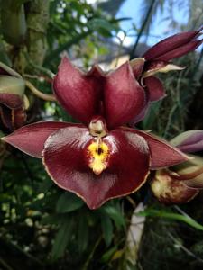 Catasetum Nicole Smile