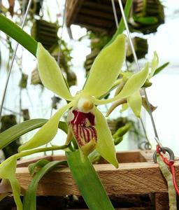 Vanda Menehue Magic