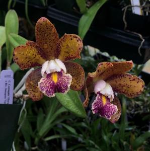 Rhyncholaeliocattleya Spotted Fantasy