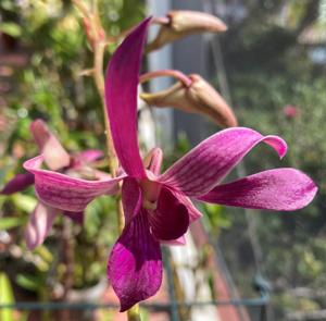 Dendrobium Flamingo Gardens