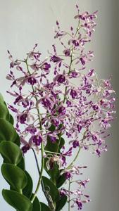 Dendrobium OSSEA 90th Anniversary