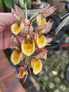 Catasetum Tom Pickens