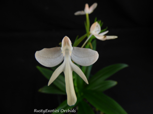 Habenaria Mayfly