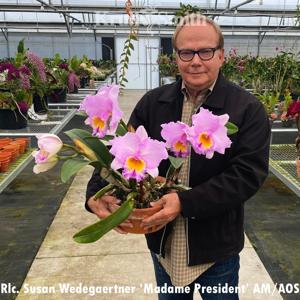 Rhyncholaeliocattleya Susan Wedegaertner