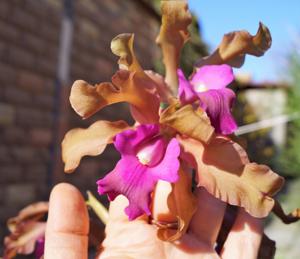 Laeliocattleya Maritza Segovia