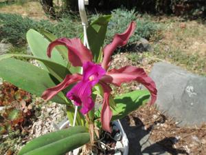 Laeliocattleya Maritza Segovia