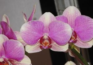 Phalaenopsis Wen Ming Sweet Peach