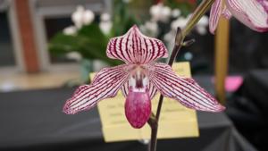 Paphiopedilum Chou-Yi Rookie