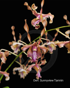 Dendrobium Sunnyview Tannin