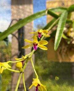 Dendrobium Ukulele Baby